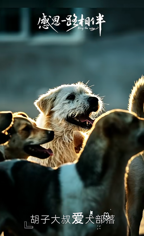 King Charles standing among a group of dogs at golden hour, looking away from the camera