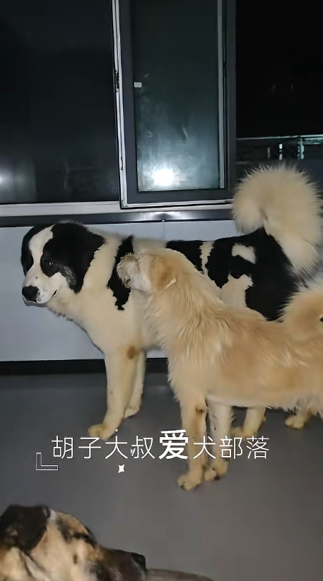 King Charles beside a larger black and white dog at night, both relaxed