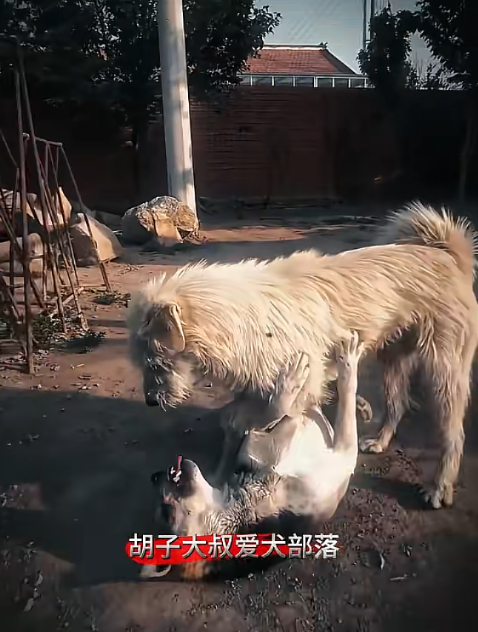King Charles standing over a rolled-over dog in a rural courtyard, settling a dispute without aggression